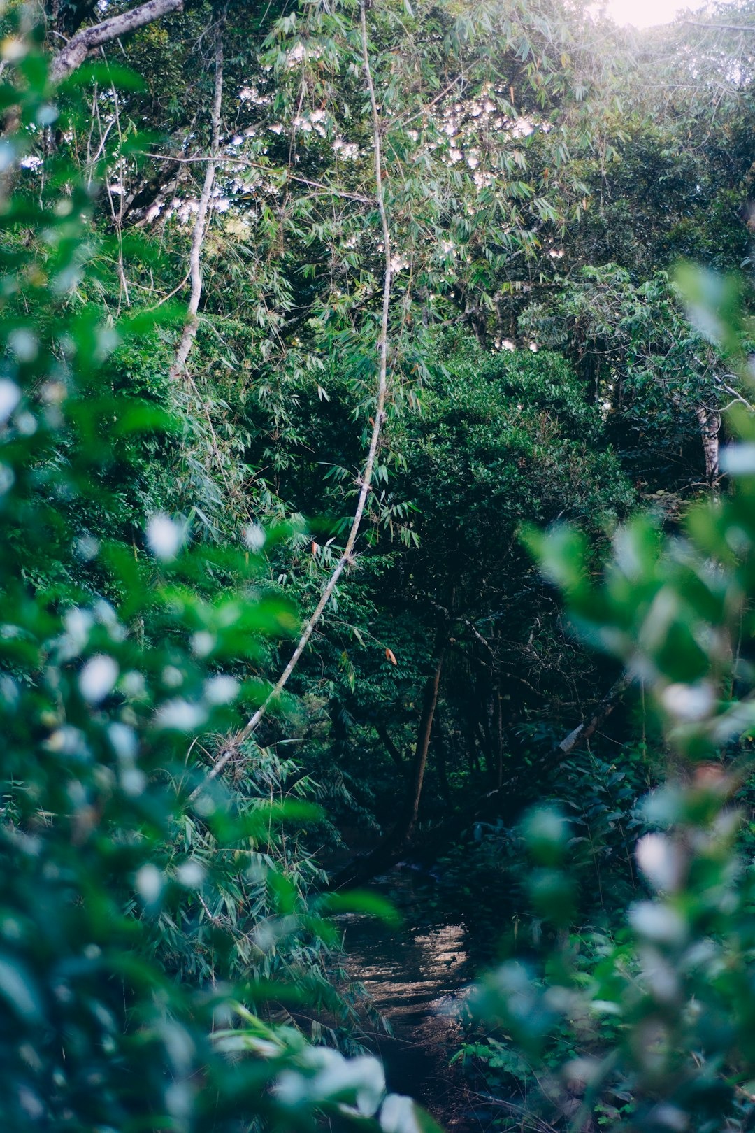 a close-up of some trees